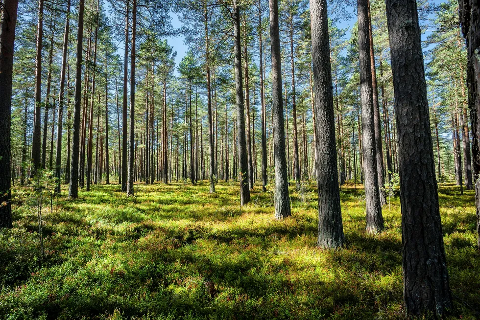 Den norske tilveksten er cirka 20 prosent lavere enn det vi ville ha forventet ut fra skogens produksjonsevne. Men avvirkningen av tømmer er under halvparten av tilveksten. Ser vi på kulturarbeid (planting, ungskogpleie og gjødsling) kan man nesten halvere enda en gang, sier forfatteren. Foto: Mostphoto