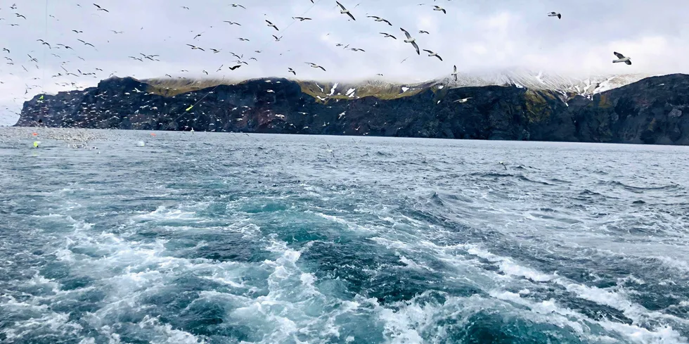 Bildet er fra kartleggingsfiske ved Jan Mayen med «Nesbakk». Fra deres første tur i juni-juli 2019.