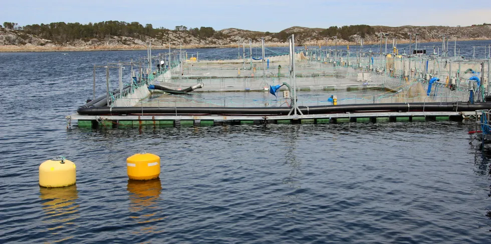 Ventemerder utenfor Salmar-anlegget Innovamar på Frøya