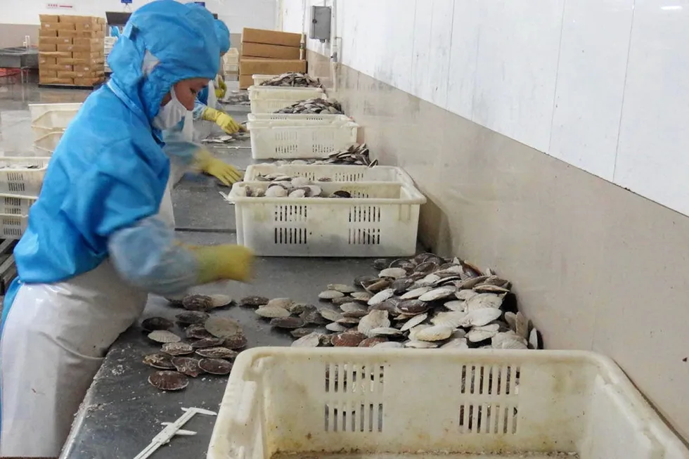 One of Japan's largest seafood companies is teaming up with a Canadian wholesaler to establish a company to process and export scallops to the North American market.