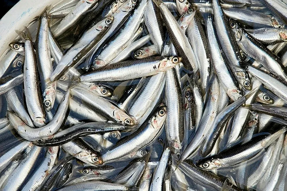 Oily fish such as anchovies could delay menopause.