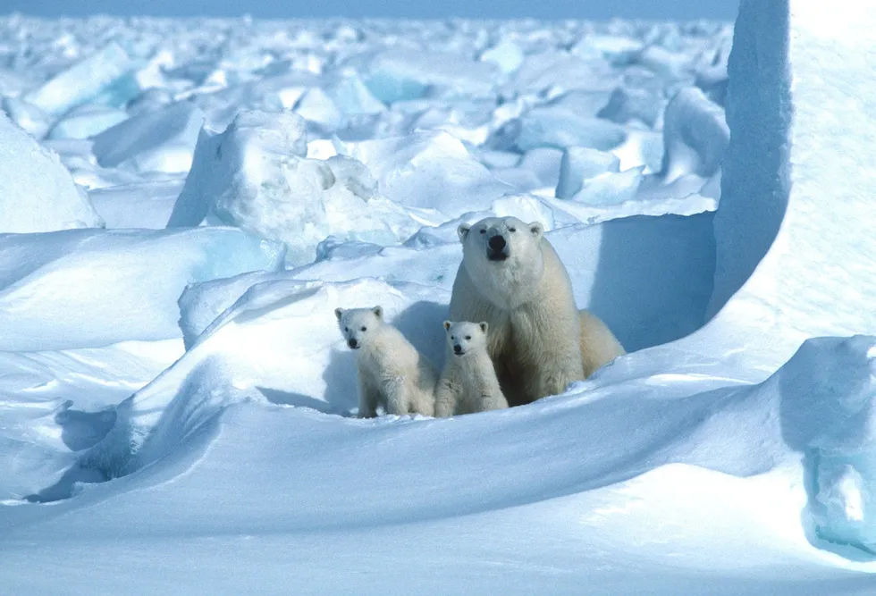 A polar bear with its cubs in the Sea Ice, northeast of Prudhoe Bay in Alaska in 1985