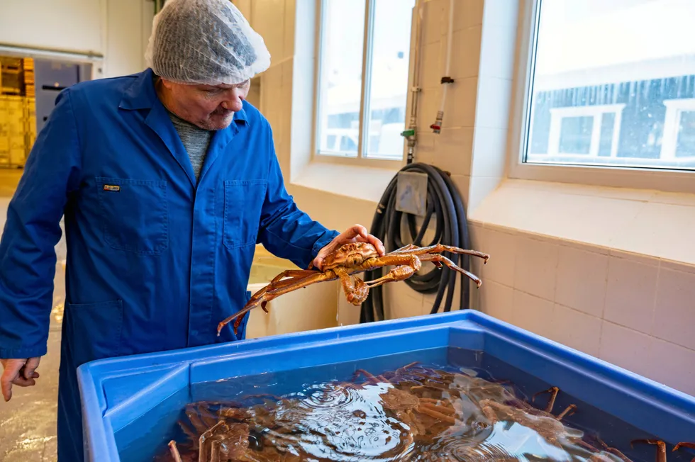 Bjørn Brudvik, daglig leder Seafood gourmet Norway AS, kan glede seg over fin snøkrabbe. Dessverre bidrar ikke myndighetene til å gjøre næringen mer seriøs, mener Fiskeribladet.