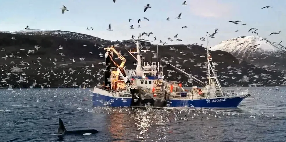 Hvalen dukker ofte opp på sildefiske i Kvænangen i Nord-Troms.