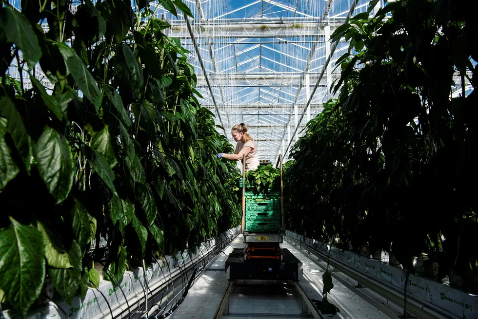 Bankinnskudd fra investeringsselskapet Nysnø er nå med på å finansiere Norges største gartneri, Miljøgartneriet på Jæren. Her steller Gabriela Iuciuc tomatplantene som skal vokse seg store utover våren.
