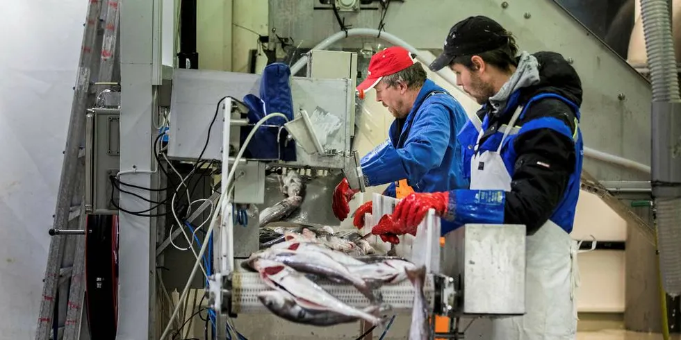 BÅTSFJORDBRUKET: Vil produsere mer fisk lokalt og sende det ut i markedet.Foto: Per Thrana