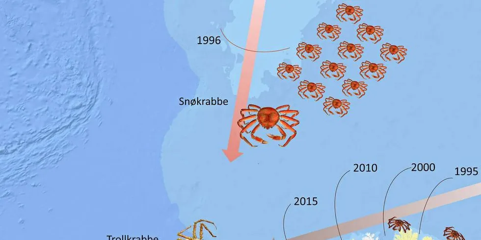 KRABBEKAMPEN: Tre av fire store krabbearter utvider sitt territorium. Det virker som om Snøkrabben har lagt en strategi med troppeoppbygging lengst nord, i påvente av at de øvrige krabbeartene får gjort opp herredømmet på sjøbunnen langs kysten seg imellom.Illustrasjon: Chris Emblow, Akvaplan-niva
