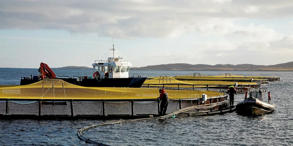 Arkivbilde fra Griegs virksomhet på Shetland - hvor selskapet nå har utfordringer med alger og lakselus.