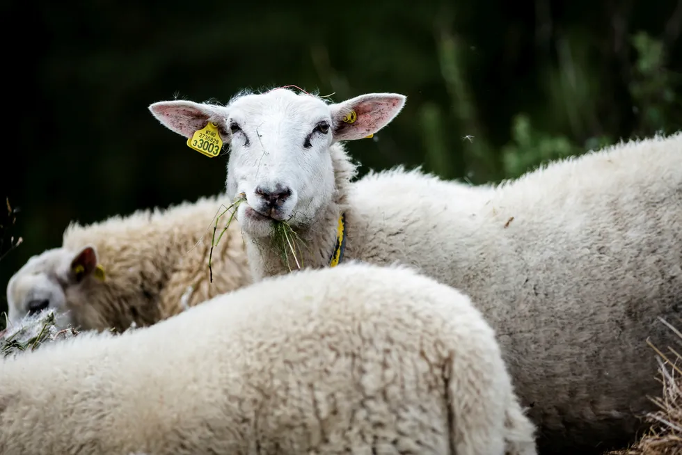 «Den norske tilskuddsordningen for ull utgjør et særnorsk støtteregime», skriver advokatfirmaet Thommessen i et brev til Landbruksdepartementet.