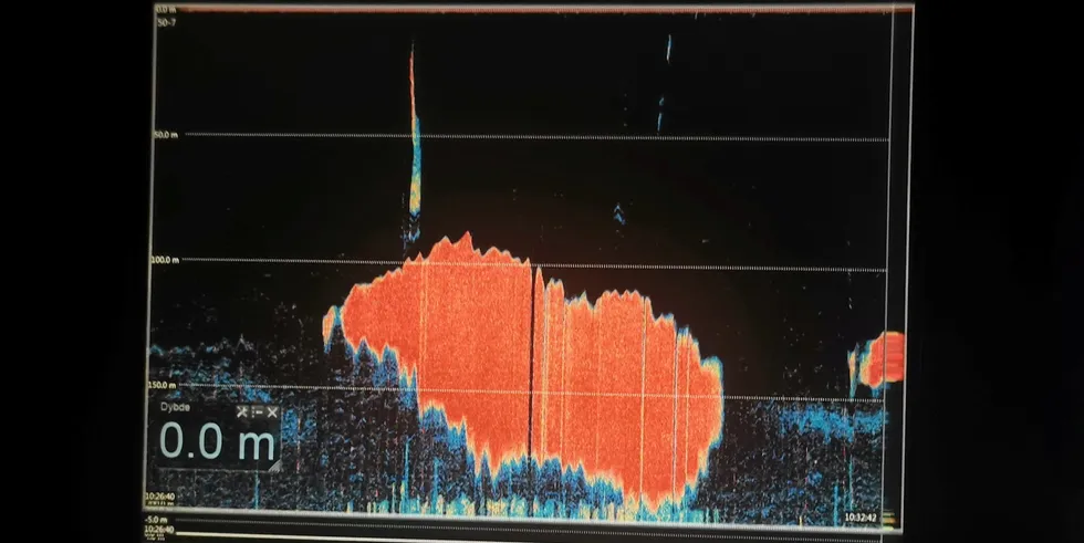 Voldsomt stort loddeflak på dypet observert på ekkoloddet til «Vestviking» ved Island. Norske båter må fiske med not og får bare lodda lenger oppe i havet hvor den står i slør.