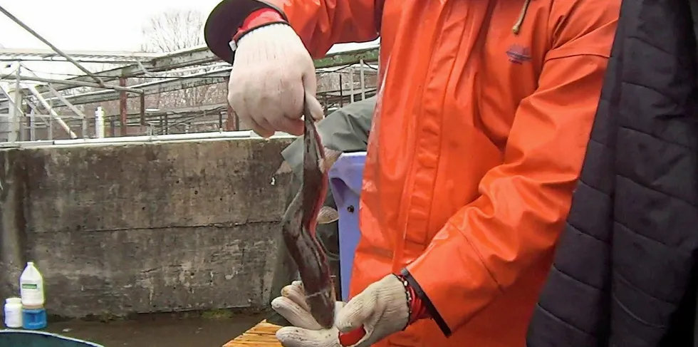 A deformed salmon at a Cooke site in Maine caught on video by COK.
