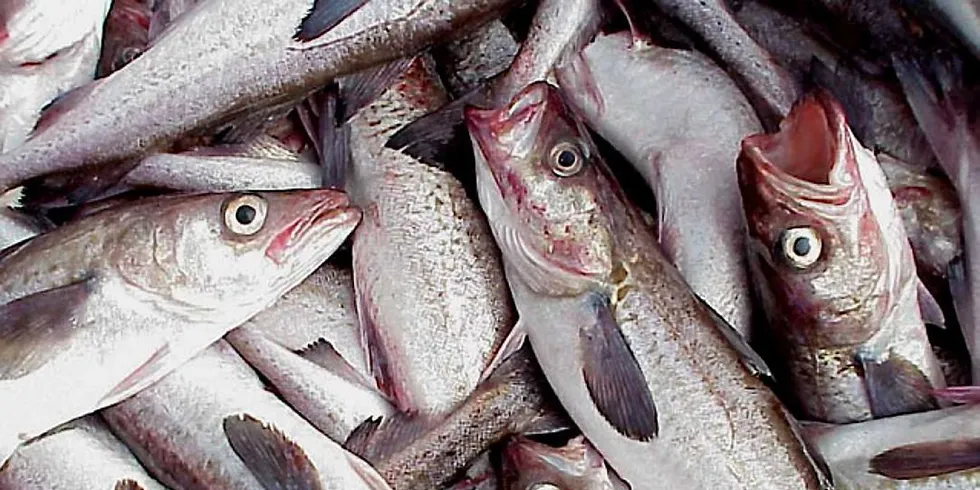 Alaska pollock er den fisken som det fiskes mest av i verden. Foto: NOAA