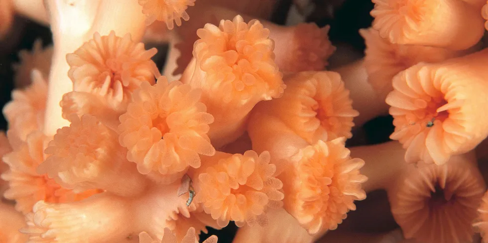 Eksempel på kaldtvannskorall: Dette er Lophelia pertusa, og denne er i Trondheimsfjorden.