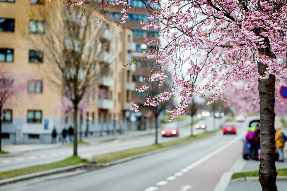 – Når kirsebærtrærne blomstrer og bjørka skyter fart har våren kommet for fullt, og vi nærmer oss en ny årstid, sier avdelingssjef Hans Olav Kvaal Hygen ved Meteorologisk institutt i Oslo. Her Oslo for et par dager siden. Foto: Audun Braastad/NTB Scanpix