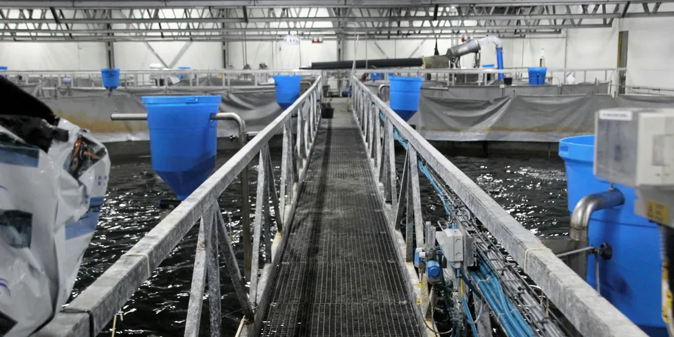 Danish Salmon i Hirtshals produserer rundt 800 tonn laks per år i sitt RAS-anlegg.