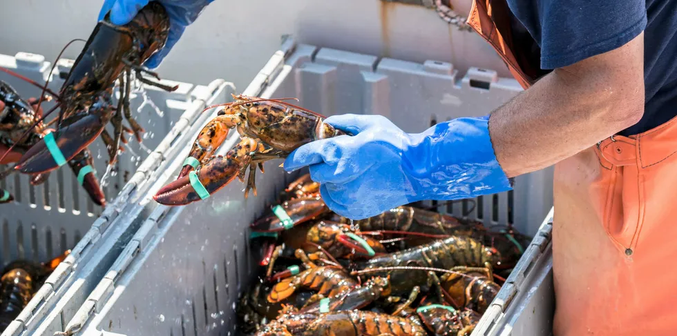 Maine lobster buyers worry a new Seafood Watch rating will cause an even gloomier holiday sales season for the industry.