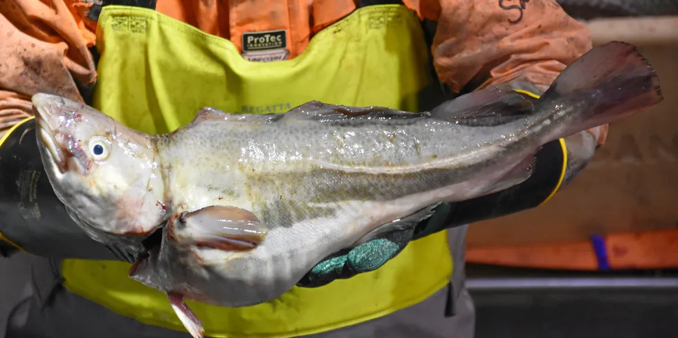 Det har også blitt tatt oppdrettstorsk utenfor Laukvik i Lofoten av skipper Benn Ole Stensvold. Fisken ble tatt med garn i påsken 2023.