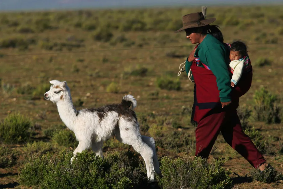 Argentine traditions: llama husbandry 1800 kilometres northwest of the capital Buenos Aires