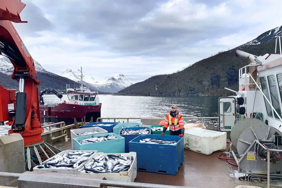 Kasse på kasse med død laks heises opp på kaia på landbasen til Northern Lights Salmon i Balteskard i Sør-Troms, etter at dødelige alger har tatt livet av flere hundre tusen laks.