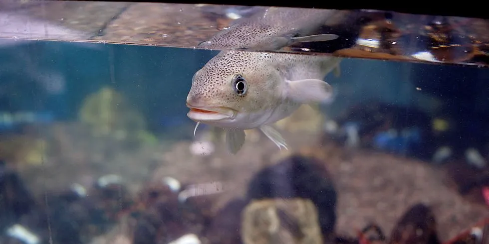 Ferter håper at forskningen skal munne ut i nye retningslinjer for fisketuristene, både når det kommer til størrelse på fisk og hvilken dybde de kan slippe fisken ut igjen i. Illustrasjonsfoto: Øyvind Elvsborg