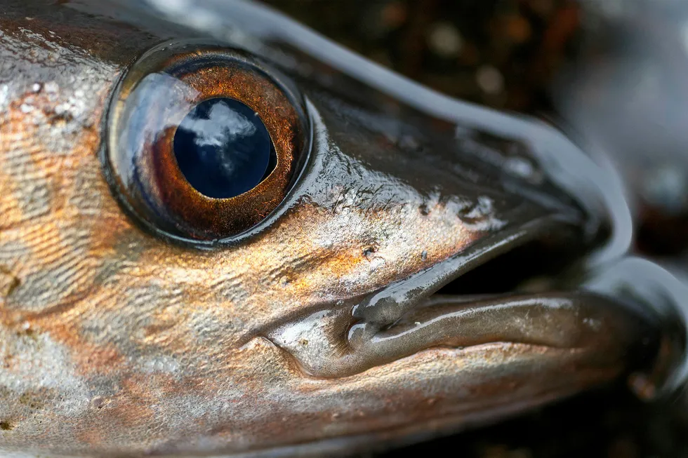 All eyes are on the the 2020 Alaska pollock quota meetings over the next few weeks.