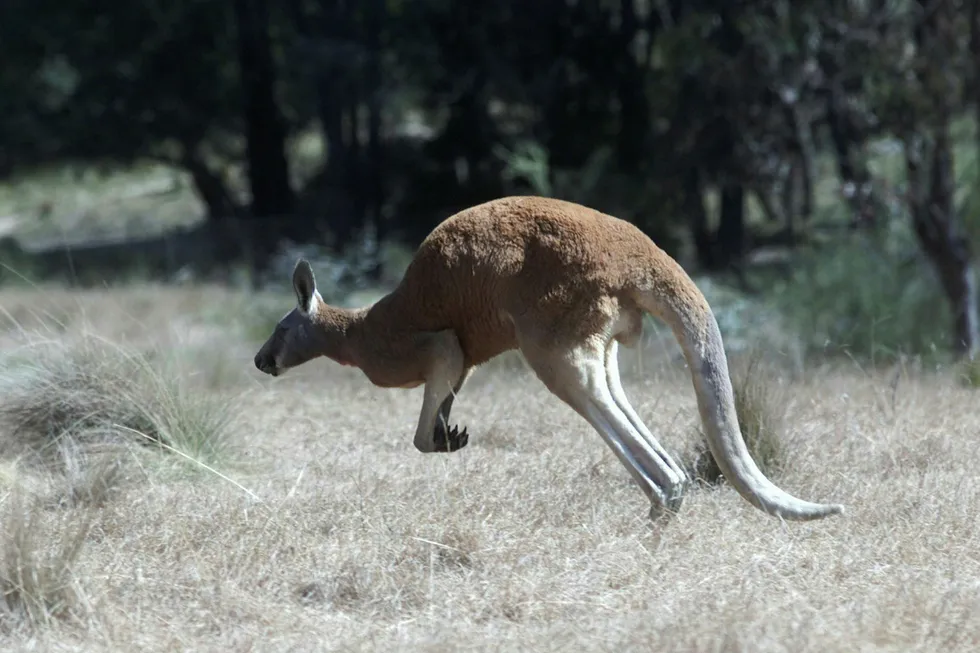 Volvo sliter med å få sine selvkjørende biler til å gjenkjenne hoppende kenguruer, som årlig forårsaker 16.000 trafikkulykker i Australia. Foto: Erik Johansen / NTB scanpix