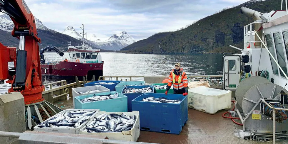 Northern Light Salmon har mistet mye laks i algeoppblomstringen. Her er noe av dødfisken samlet inn.