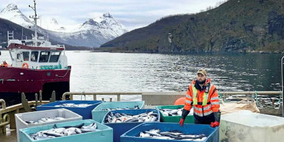 INGEN SAMMENHENG: Oppdrettslaks drept av alger tas på land. Naturvernforbundet mener at det ikke er noen sammenheng mellom algeoppblomstringen i Nordland og Troms og oppdrettsvirksomhet i regionen.