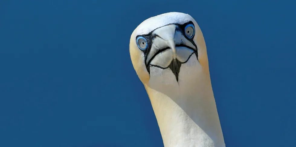 Gannets are among the species bird groups claim are at risk.