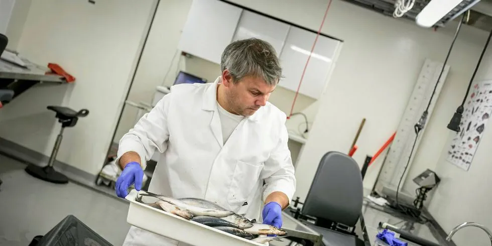 ALDERSPRØVAR: Dei to første sildeprøvane vart tekne om bord på «Trygvason». Bjørn Vidar Svendsen er ein av dei som har lese alderen på silda.Foto: Erlend Astad Lorentzen/ Havforskingsinstituttet