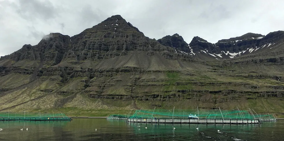 Midt-Norsk Havbruk er majoritetseier i Fiskeldi Austfjarda HF (Ice Fish Farm), som driver oppdrett på østkysten av Island.