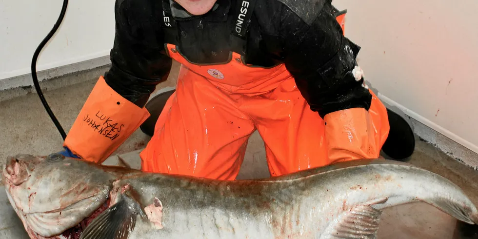 EN SVÆRING: Lukas (14) med kaffetorsken han fikk på yttersida i Lofoten. Torsken veier 32,5 kilo.