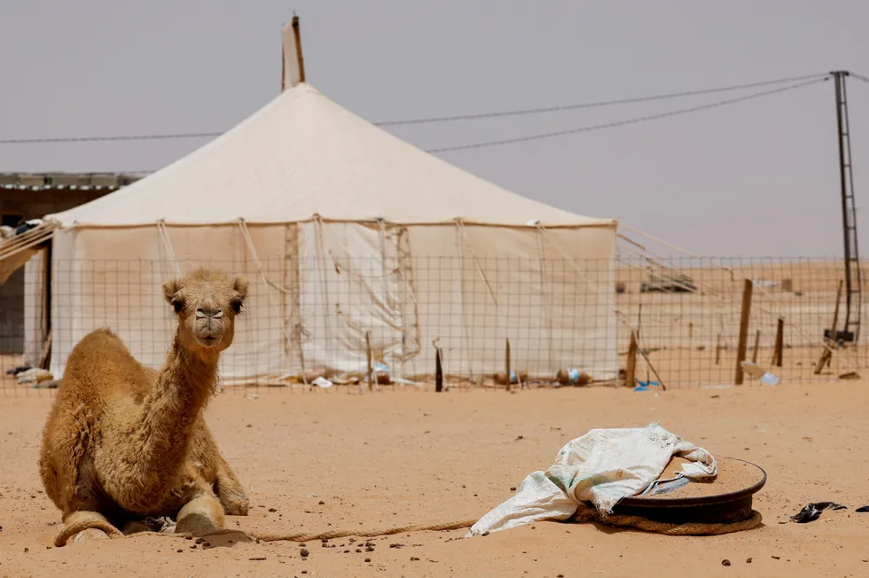 Onshore Algeria: A camel rests next to a Bedouin tent in the Smara refugee camp in Tindouf
