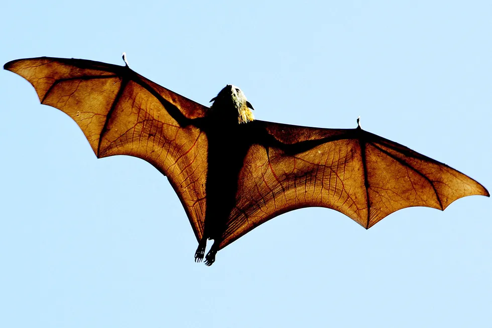 Spreading its wings: a grey-headed flying fox, a native Australian bat, seen high above Sydney