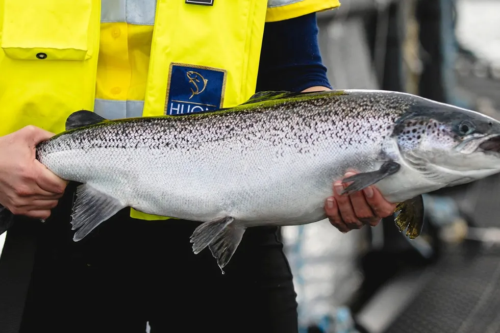A Huon farmed salmon. Stock discrepancies have revealed the possible theft of $1.6 million worth of salmon.