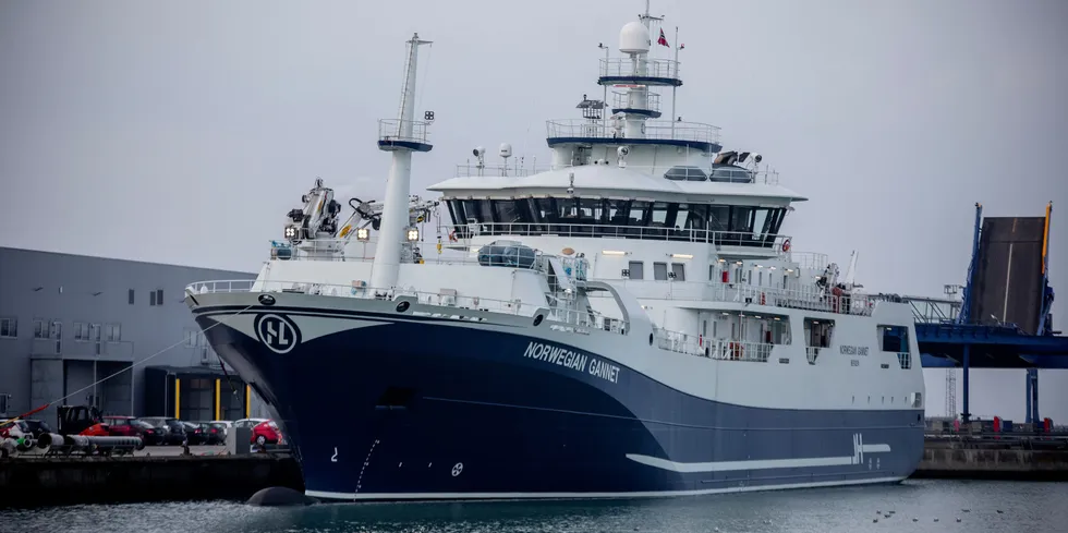 Slaktebåten «Norwegian Gannet», her ved havn i Hirtshals hvor den levere fisken til sortering og pakking.