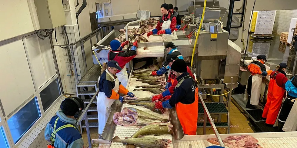 Produksjon av skrei hos Brødrene Karlsen på Husøy. Usikkert marked, høyt fiskepress og fallende kvoter kan slå beina under deler av fiskeindustrien, mener Fiskeribladet.