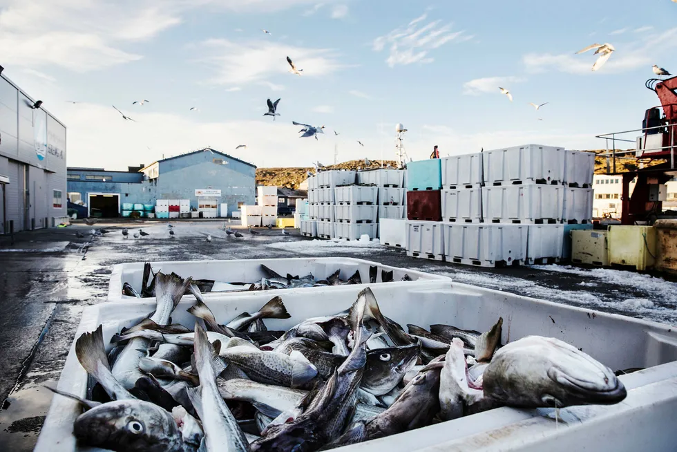 Det eksporteres trolig mer torsk enn det fiskerne rapporterer av fangst, viser ny rapport.