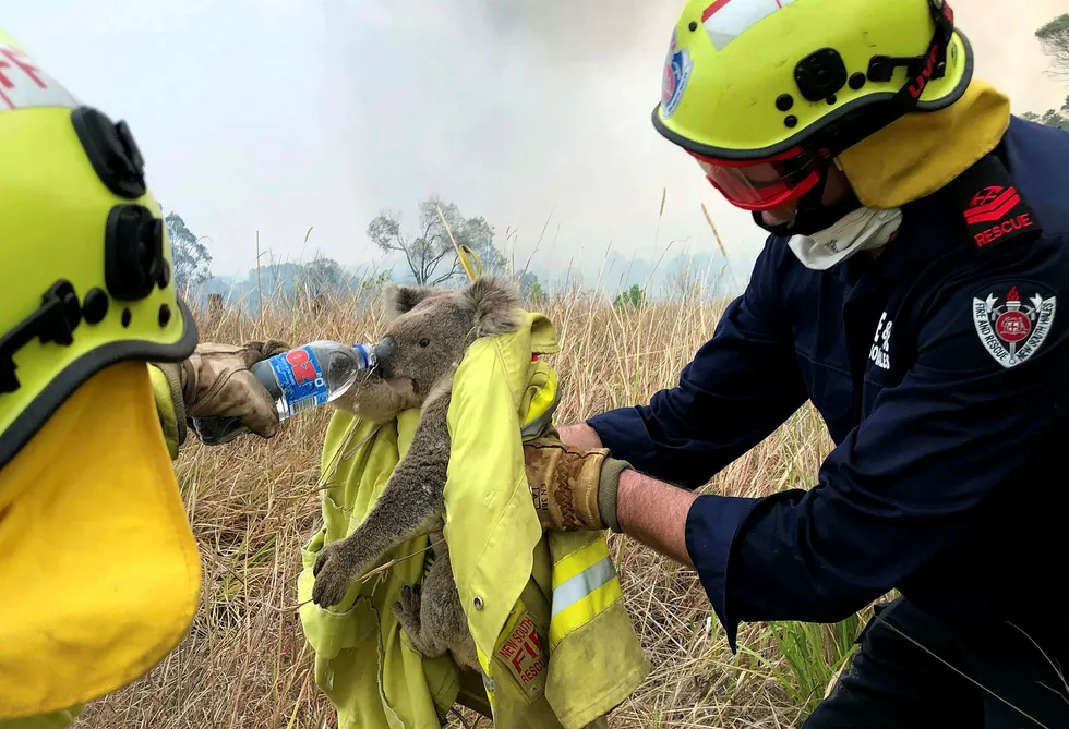 En koalabjørn som er reddet fra skogbranner i New South Wales i Australia, får vann av redningsteamet. Høyere temperaturer som følge av klimaendringer, øker faren for slike branner i landet.