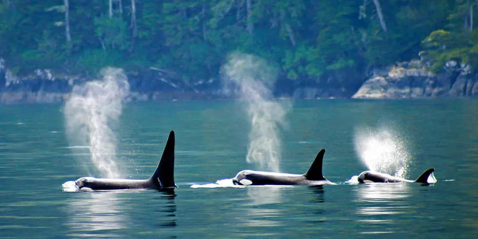 officials will undertake further analyses to fully assess the impacts of all human-caused mortalities and serious injuries for these stocks of killer whales in 2023.