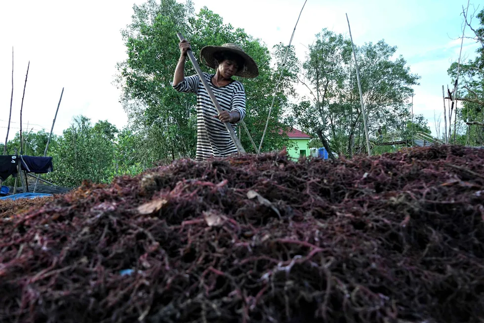 Also in North Kalimantan province: a villager dries seaweed collected from the coast off their fishing village in Nunukan.