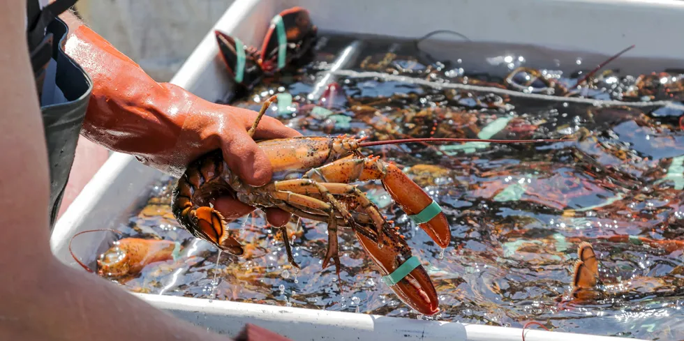 Low lobster catches in the United States have buyers scrambling for product.