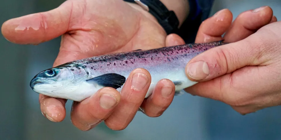 Storsmolt fra Scottish Sea Farms' nye settefiskanlegg Barcaldine Hatchery.