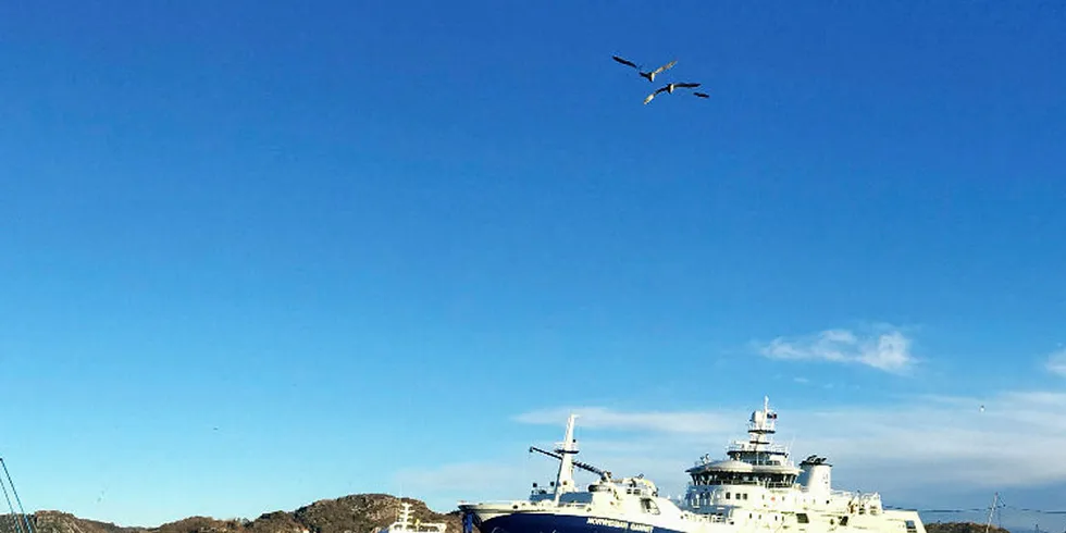 Dommen i striden omkring slaktebåten «Norwegian Gannet» har falt.