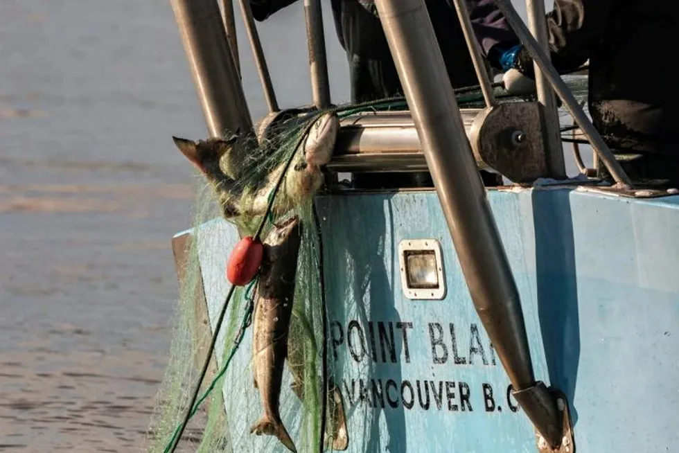 The F/V Point Blank gillnetting for chum on the Fraser River in British Columbia. A DFO decision for 2021 will close 79 fisheries in British Columbia and Yukon.