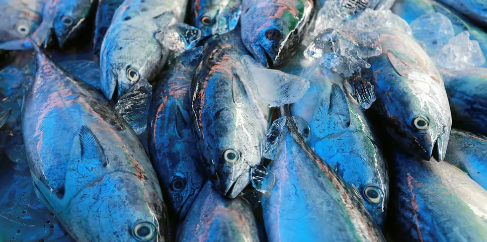 Alliance Select is engaged in tuna and salmon processing and canning and exporting in General Santos City in Mindanao.