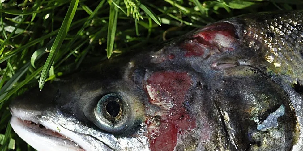 Pionerer vil ta imot blåskjell, i håp om at de tar knekken på lakselusa. Illustrasjonsfoto: John Øystein Berg.