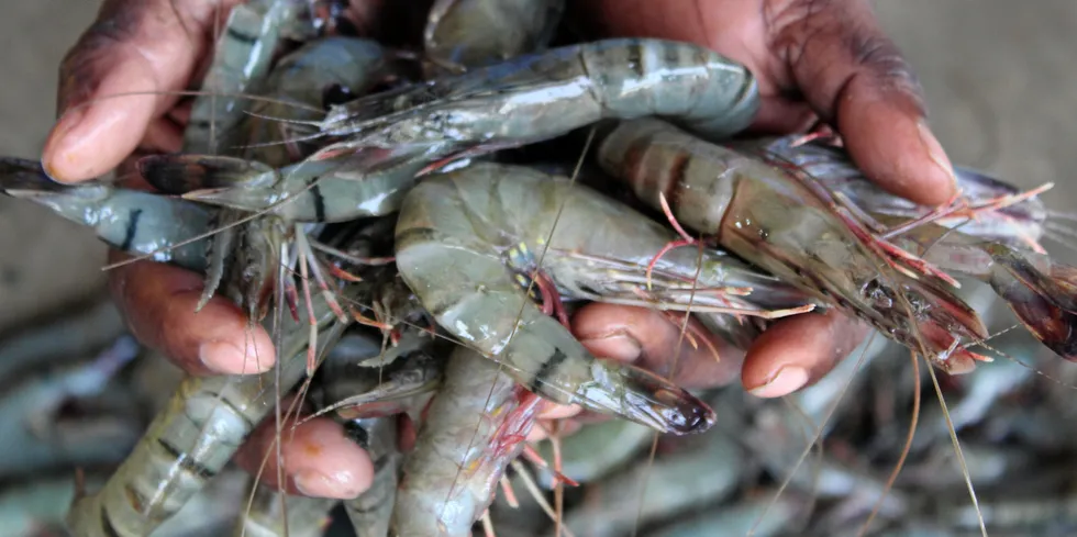 The Indian shrimp sector was hit with harsh accusations by media and NGO reports claiming violations of labor standards among other issues.