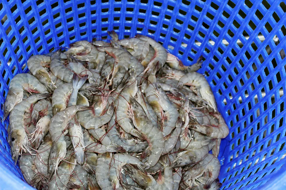 Thai shrimp producers have been heavily impacted by increasing competition from India, Vietnam.