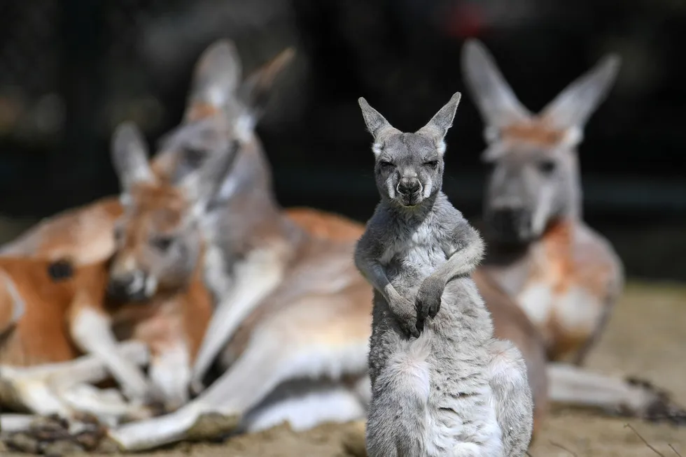 Aussie icons: kangaroos